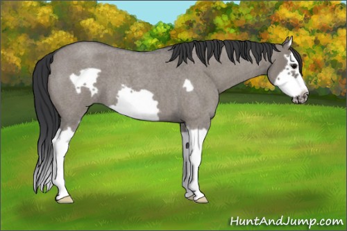 Horse Color:Grullo Roan Splash Frame 