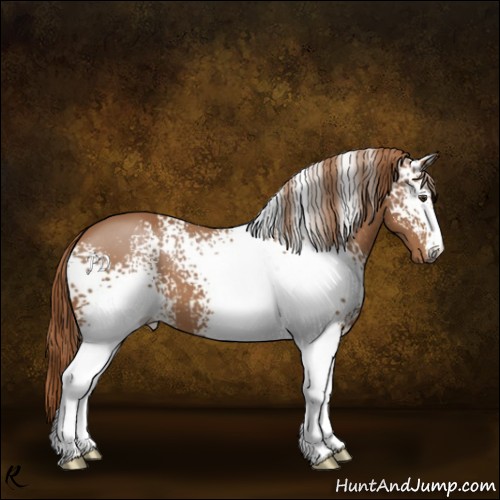 Horse Color:White Spotted Chestnut 