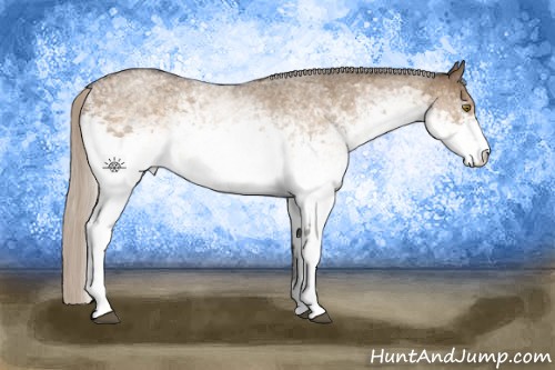 Horse Color:White Spotted Silver Buckskin Roan Dun 