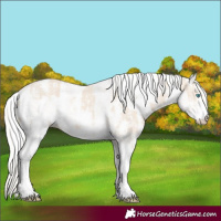 Horse Color:Cremello Sabino and Cremello Sabino