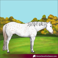 Horse Color:Bay Roan Appaloosa 