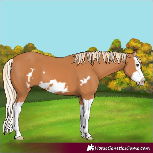 Horse Color:Chestnut Splash Frame