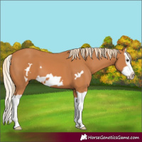 Horse Color:Chestnut Splash Frame 