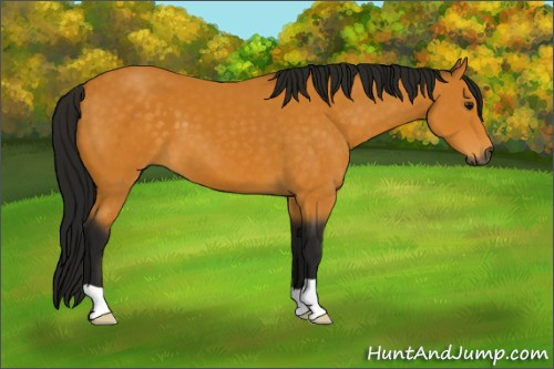 Horse Color:Gray Buckskin 