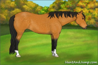 Horse Color:Gray Buckskin 