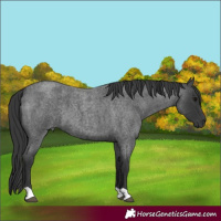 Horse Color:Blue Roan 