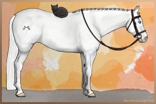 Horse Color:Silver Perlino Dun 