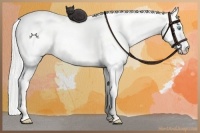 Horse Color:Silver Perlino Dun 