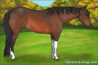 Horse Color:Bay Tobiano Rabicano 