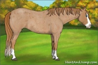 Horse Color:Red Roan Splash 