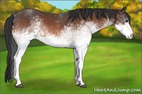 Horse Color:White Spotted Bay
