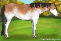 Horse Color:White Spotted Bay