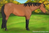 Horse Color:Bay Sabino 