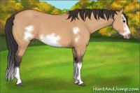 Horse Color:Bay Dun Sabino Splash Frame 