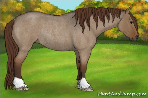 Horse Color:Gray Red Dun Roan Rabicano 