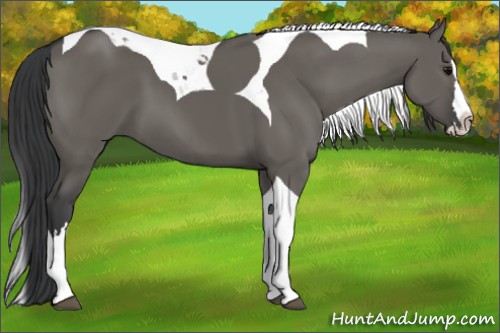 Horse Color:Grullo Splash Tobiano 