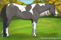 Horse Color:Grullo Splash Tobiano 