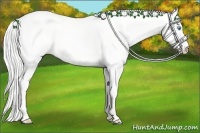 Horse Color:Silver Perlino Dun