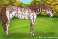 Horse Color:Chestnut  and White Spotted Chestnut 