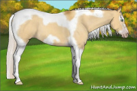 Horse Color:Gray Silver Amber Cream Champagne Roan Dun Splash Tobiano Frame Varnish Rabicano 