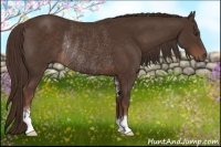 Horse Color:Liver Chestnut Sabino Rabicano 