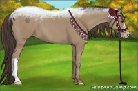 Horse Color:Classic Champagne 