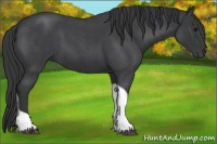 Horse Color:Blue Roan Tobiano Rabicano