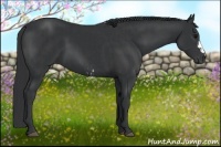 Horse Color:Black and Black