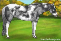 Horse Color:White Spotted Black Splash Tobiano Frame Varnish 