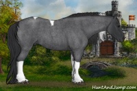 Horse Color:Blue Roan Tobiano