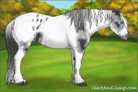 Horse Color:White Spotted Black Splash Tobiano Frame Blanket