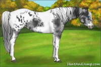 Horse Color:White Spotted Black Splash Tobiano Frame Appaloosa 