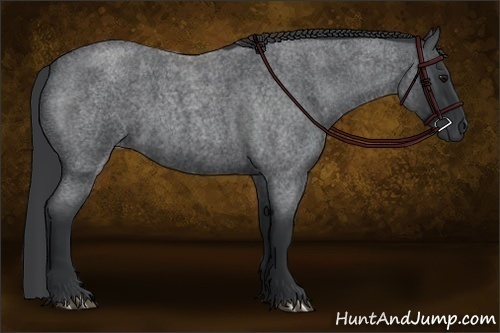 Horse Color:Blue Roan 