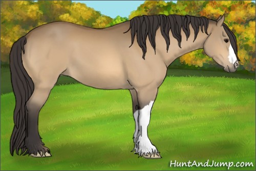 Horse Color:Buckskin 