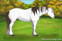 Horse Color:Bay Dun Splash Appaloosa Rabicano 
