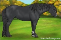 Horse Color:Black Sabino