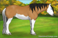 Horse Color:Gray Buckskin Splash