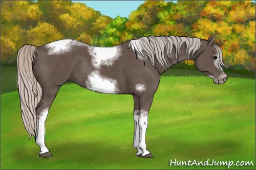 Horse Color:Silver Black Sabino Tobiano Frame Rabicano