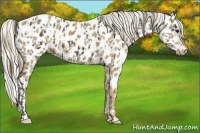 Horse Color:Smoky Black Appaloosa and Silver Smoky Black Appaloosa