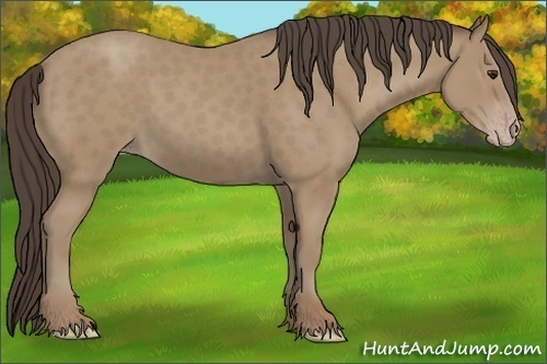 Horse Color:Classic Champagne 