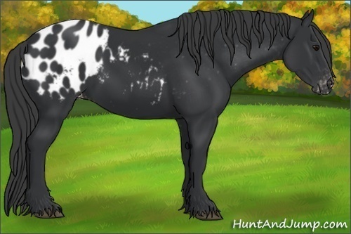 Horse Color:Black Appaloosa 