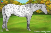 Horse Color:Classic Champagne Chinchilla Dun Appaloosa 
