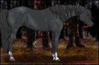 Horse Color:Black  and Black 