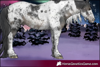 Horse Color:Black Tobiano 