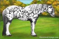 Horse Color:White Spotted Black Splash Tobiano Frame Near Leopard