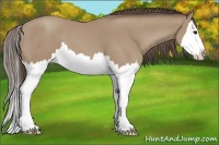 Horse Color:Classic Champagne Splash