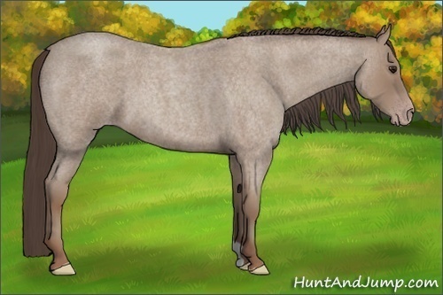 Horse Color:Classic Champagne Roan