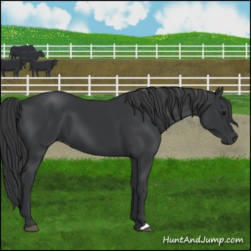 Horse Color:Black 