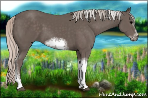 Horse Color:Silver Black Sabino Tobiano Frame Rabicano