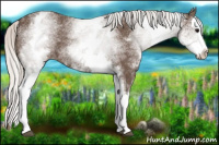Horse Color:White Spotted Silver Black Splash